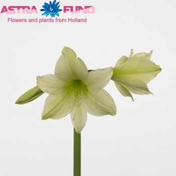 Hippeastrum Diamond Grp 'Pina Colada' foto
