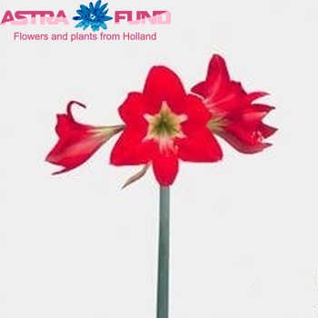 Hippeastrum Diamond Grp 'Pompidou' foto