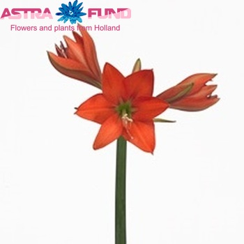 Hippeastrum Diamond Grp 'Traviata' foto
