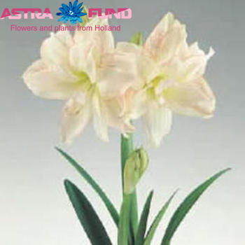 Hippeastrum Double Galaxy Grp 'Aphrodite' foto