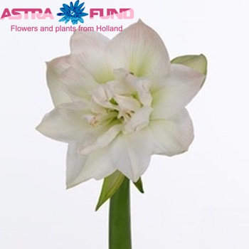 Hippeastrum Double Galaxy Grp Arctic Nymph foto