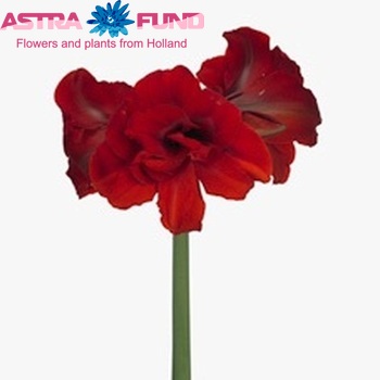 Hippeastrum Double Galaxy Grp 'Malaga' foto