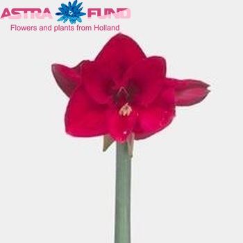 Hippeastrum Galaxy Grp 'Baton Rouge' fotografie