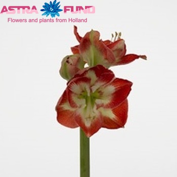 Hippeastrum Galaxy Grp 'Bella Tricolore' fotografie