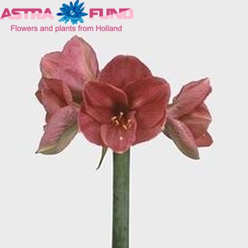 Hippeastrum Galaxy Grp 'Bolero' fotografie