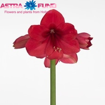 Hippeastrum Galaxy Grp 'Brazza' fotografie
