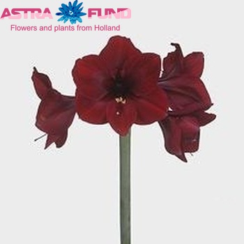 Hippeastrum Galaxy Grp 'Britney' fotografie