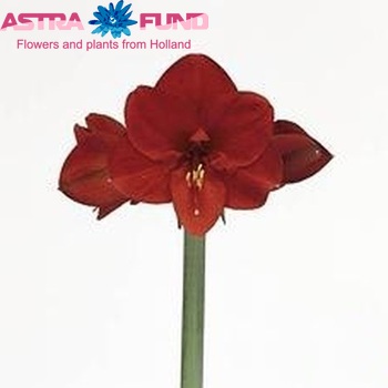 Hippeastrum Galaxy Grp 'Carre' fotografie