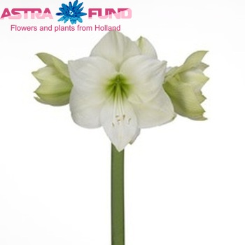 Hippeastrum Galaxy Grp 'Casablanca' fotografie