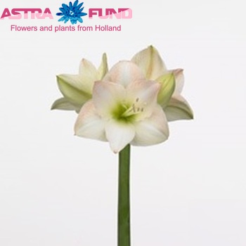 Hippeastrum Galaxy Grp 'Chipolata' fotografie