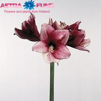 Hippeastrum Galaxy Grp Daphne fotografie
