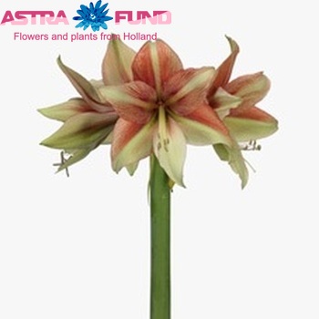 Hippeastrum Galaxy Grp 'Fledermaus' fotografie