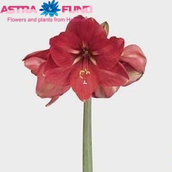 Hippeastrum Galaxy Grp 'Florence' zdjęcie