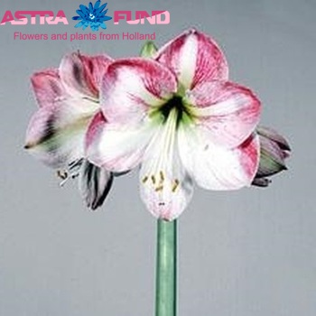 Hippeastrum Galaxy Grp 'Flower Record' zdjęcie