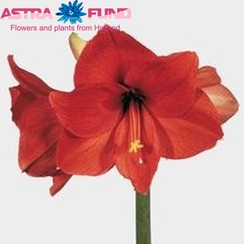 Hippeastrum Galaxy Grp 'Jaffa' zdjęcie