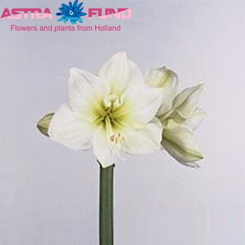 Hippeastrum Galaxy Grp 'Jeanette' zdjęcie