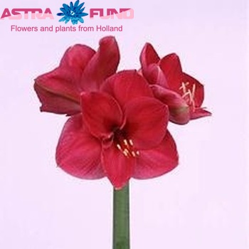 Hippeastrum Galaxy Grp 'Lilac Favourite' zdjęcie