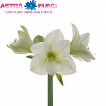 Hippeastrum Galaxy Grp 'Lumiere' zdjęcie
