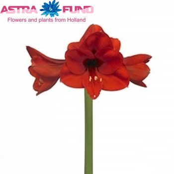 Hippeastrum Galaxy Grp 'Manhattan' zdjęcie