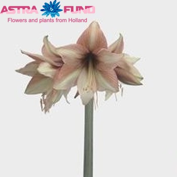 Hippeastrum Galaxy Grp 'Mocca' foto