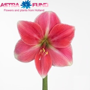 Hippeastrum Galaxy Grp 'Mona Lisa' foto