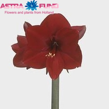 Hippeastrum Galaxy Grp 'Navarra' foto