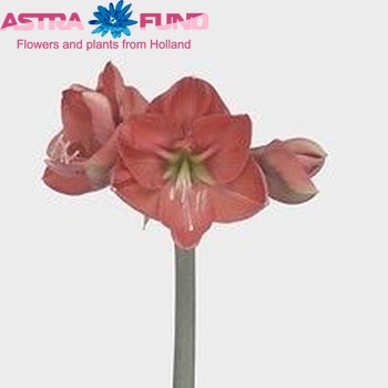 Hippeastrum Galaxy Grp 'Orange Cherie' foto
