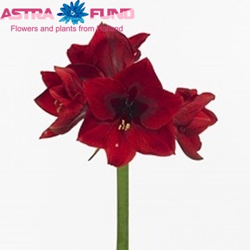 Hippeastrum Galaxy Grp 'Paso Doble' foto