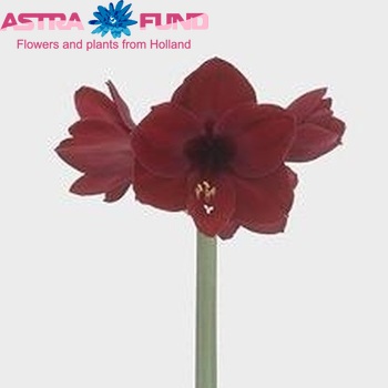 Hippeastrum Galaxy Grp 'Premiere' foto