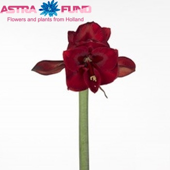 Hippeastrum Galaxy Grp 'Scarlet Giant' foto