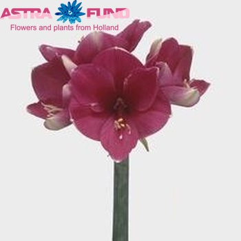 Hippeastrum Galaxy Grp 'Serenade' foto