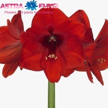 Hippeastrum Galaxy Grp 'St. Tropez' foto