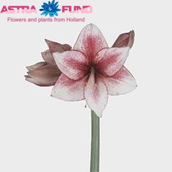 Hippeastrum Galaxy Grp 'Stardust' foto