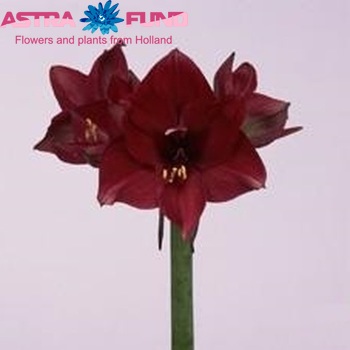 Hippeastrum Galaxy Grp 'Tinto Night' foto