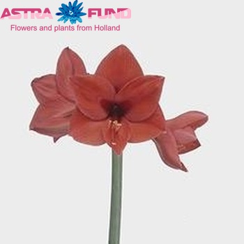 Hippeastrum Galaxy Grp 'Victoria' foto