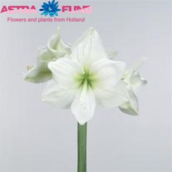 Hippeastrum Galaxy Grp'Polaris' foto