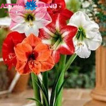Hippeastrum gemengd foto