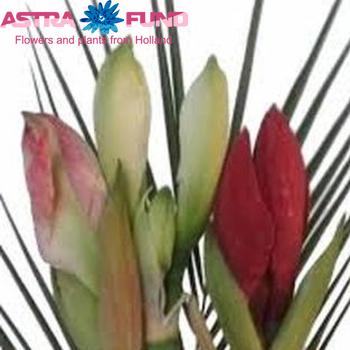 Hippeastrum gemengd in de doos 2 kleuren foto