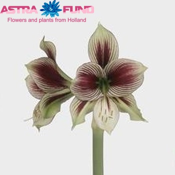 Hippeastrum papilio foto