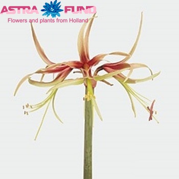Hippeastrum Spider Grp 'Chico' foto