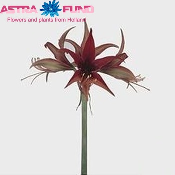 Hippeastrum Spider Grp 'Merenque' foto