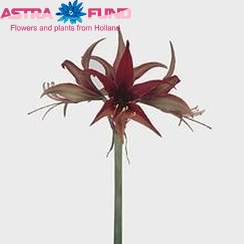 Hippeastrum Spider Grp 'Petit Four' foto