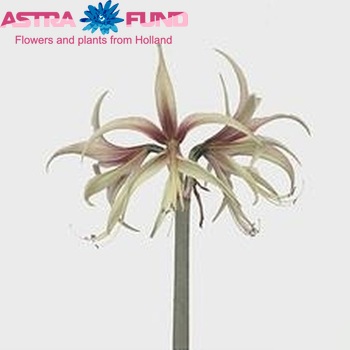 Hippeastrum Spider Grp 'Tarantula' foto