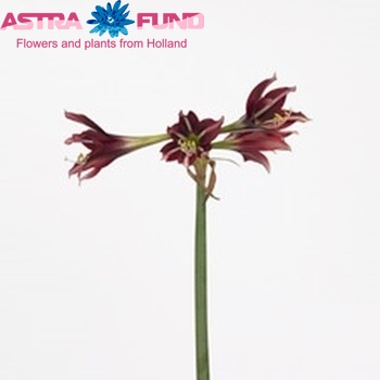 Hippeastrum Trompet Grp 'Bonbon' foto