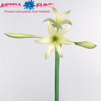 Hippeastrum Trompet Grp 'Germa' foto