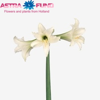 Hippeastrum Trompet Grp 'Swan Lake' foto