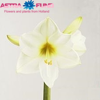 Hippeastrum 'White Lion' foto