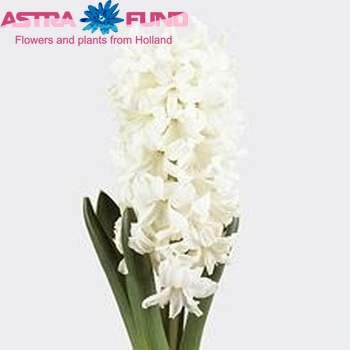 Hyacinthus orientalis 'Aiolos' photo