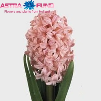 Hyacinthus orientalis 'Anna Marie' photo