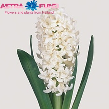 Hyacinthus orientalis 'Antarctica' photo